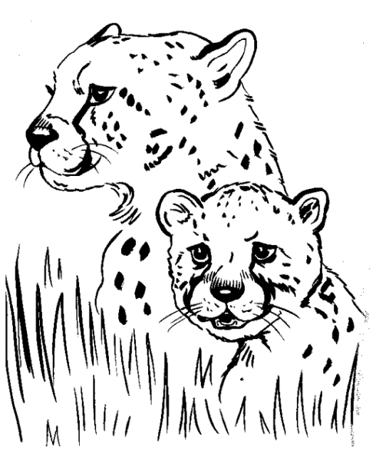 ausmalbilder gepard