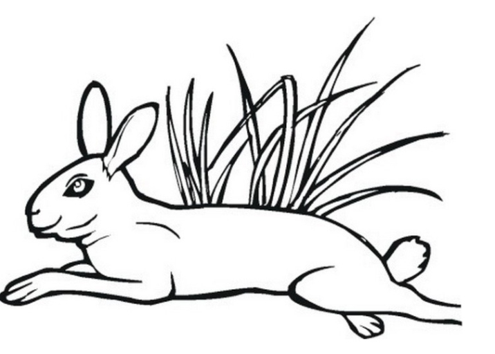 malvorlagen zum drucken ausmalbild hase kostenlos 1