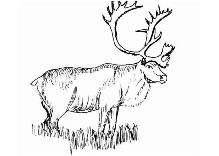 ausmalbilder hirsch  calendar june
