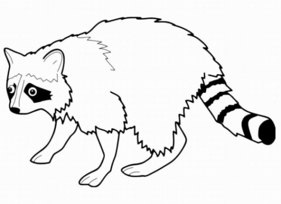 malvorlagen zum drucken ausmalbild waschbär kostenlos 2