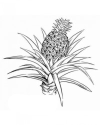 Ausmalbild Ananas kostenlos 1