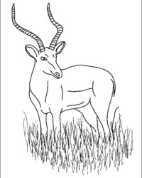 Ausmalbild Antilope kostenlos 3