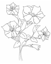 Ausmalbild Blumen kostenlos 2