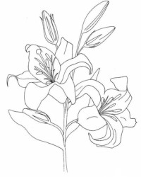 Ausmalbild Blumen kostenlos 4