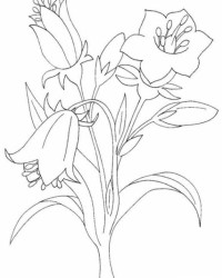 Ausmalbild Blumen kostenlos 6