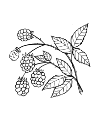 Ausmalbild Brombeere kostenlos 1
