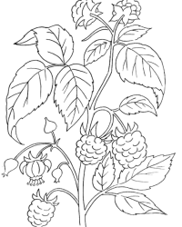 Ausmalbild Brombeere kostenlos 2
