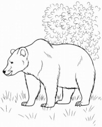 Ausmalbild Bär kostenlos 1