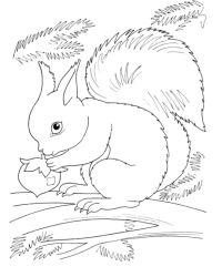 Ausmalbild Eichhörnchen kostenlos 1