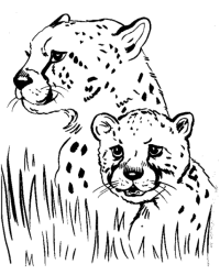 Ausmalbild Gepard kostenlos 3