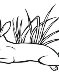 Ausmalbild Hase kostenlos 1