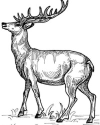 Ausmalbild Hirsch kostenlos 2