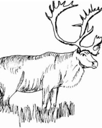 Ausmalbild Hirsch kostenlos 4