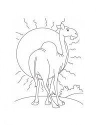 Ausmalbild Kamel kostenlos 1
