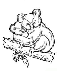 Ausmalbild Koala kostenlos 2