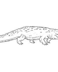 Ausmalbild Krokodil kostenlos 1