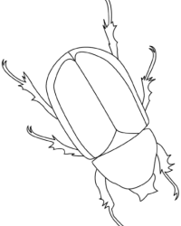 Ausmalbild Käfer kostenlos 1