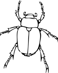 Ausmalbild Käfer kostenlos 2