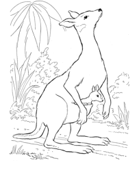 Ausmalbild Känguru kostenlos 1