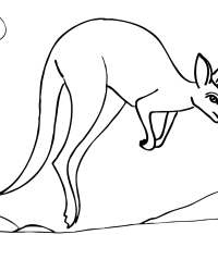 Ausmalbild Känguru kostenlos 3