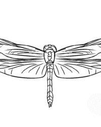 Ausmalbild Libelle kostenlos 3