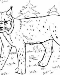 Ausmalbild Luchs kostenlos 1
