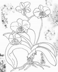Ausmalbild Orchidee kostenlos 1