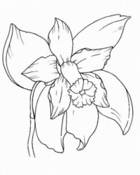 Ausmalbild Orchidee kostenlos 2