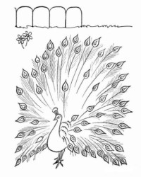 Ausmalbild Pfau kostenlos 1
