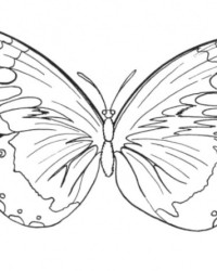 Ausmalbild Schmetterling kostenlos 5
