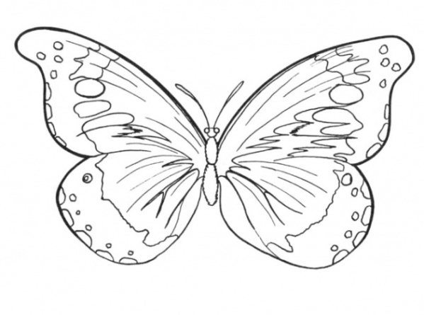 Ausmalbild Schmetterling kostenlos 5