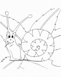 Ausmalbild Schnecke kostenlos 1