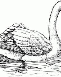Ausmalbild Schwan kostenlos 4