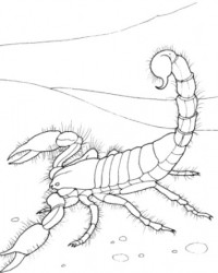 Ausmalbild Skorpion kostenlos 2