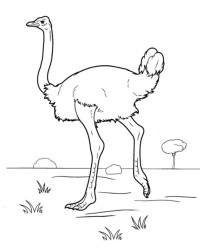 Ausmalbild Tiere kostenlos 3
