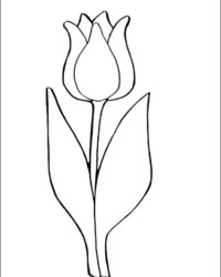 Ausmalbild Tulpe kostenlos 2