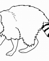 Ausmalbild Waschbär kostenlos 2