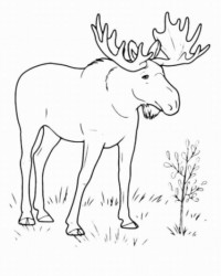Ausmalbild Wildtiere kostenlos 2