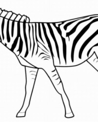 Ausmalbild Zebra kostenlos 2