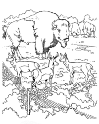 Ausmalbild Zoo kostenlos 1