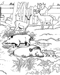 Ausmalbild Zoo kostenlos 2